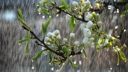 Vremea de Florii. Meteorologii anunţă weekend ploios. Prognoza specială pentru Bucureşti