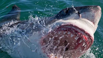 Un rechin uriaş, de peste două tone, a murit cu o ţestoasă în dinţi. Imaginile fac înconjurul internetului FOTO