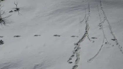 Militarii indieni anunţă că au dat de Yeti, Omul Zăpezilor, în Nepal