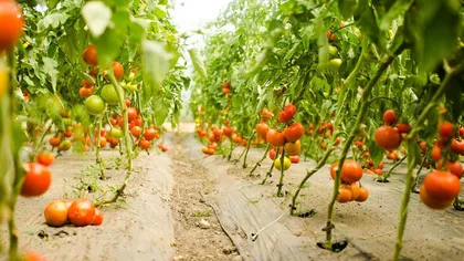 Guvernul a prelungit termenul acordării ajutoarelor de 3000 de euro pentru cultivatorii de roşii