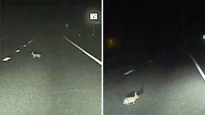 Pilotul automat de pe un autoturism Tesla a salvat un iepure. Imagini filmate de camera de bord VIDEO