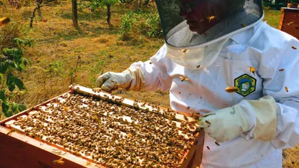 Petre Daea raportează producţie record la miere: România, pe primul loc în UE