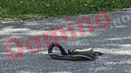 Invazie de şerpi în această primăvară. Târâtoarele au peste un metru şi jumătate FOTO