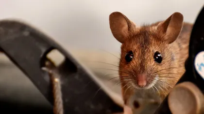 Ce înseamnă când visezi şoareci. Influenţe şi mesaje de care să ţii cont