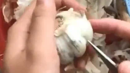 Fabulos! Cum să cureţi usturoiul rapid, fără să îl atingi! Milioane de oameni au rămas mască VIDEO