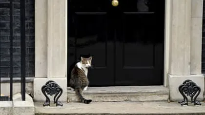 Larry, locatarul patruped din Downing Street, a provocat 