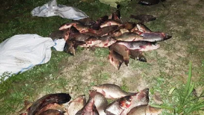 Patru persoane, prinse în FLAGRANT în timp ce furau 140 kg de peşte dintr-o fermă piscicolă VIDEO