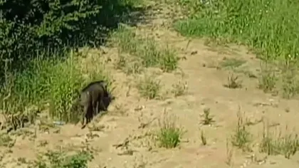 Un porc mistreţ a ieşit la plimbare într-un ansamblu rezidenţial din Bucureşti