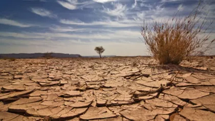 PROGNOZA AGROMETEOROLOGICĂ: Veşti proaste pentru agricultori, seceta afectează culturile