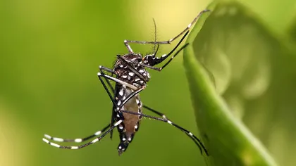 5 sfaturi anti ţânţari pentru tine şi copilul tău
