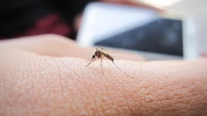 Cum puteţi ţine ţânţarii la distanţă. Cele mai eficiente metode