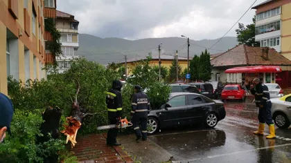 Furtunile de cod portocaliu au făcut ravagii în ţară. Animale luate de ape, copaci căzuţi pe maşini VIDEO