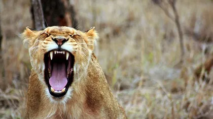 Culmea curajului. O leoaică atacă un elefant în căutarea unei mese pentru puii ei VIDEO