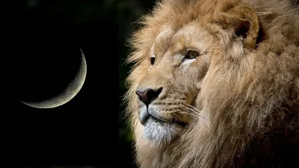 Horoscop special: LUNA NOUĂ în Leu 2019! Ce pasiuni se trezesc în fiecare zodie