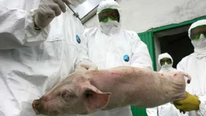 Pestă porcină în Dâmboviţa. Autorităţile iau măsuri de siguranţă