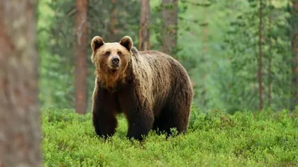 Un jandarm din Suceava a fost atacat de un urs, în timpul unei misiuni