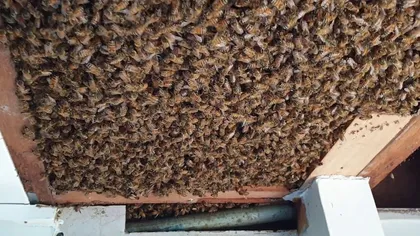 O femeie a trăit aproape un an cu zeci de mii de albine în cameră. Acestea i-au lăsat 50 kg de miere în tavan VIDEO
