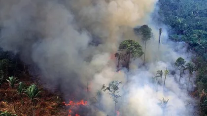 Cât durează regenerarea pădurii distruse de incendii în Amazonia