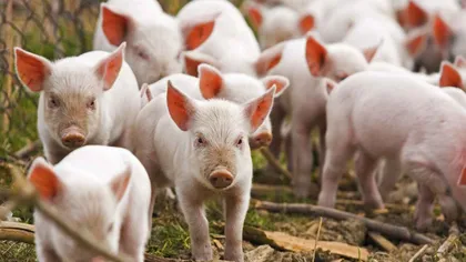Poliţia de frontieră ia măsuri împotriva răspândirii febrei porcine africane