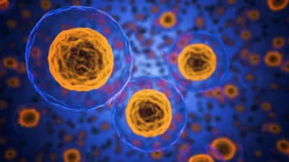 Experiment revoluţionar: Celule canceroase, transformate in grăsime. Nici nu s-au mai înmulţit