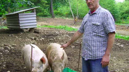 Americanii se bat pe carnea unui fermier care îşi creşte porcii cu marijuana. Ce gust are