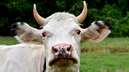 CUTREMURĂTOR. O femeie de 81 de ani din Vaslui a fost eviscerată de o vacă pe câmp. Incredibil cum a scăpat femeia