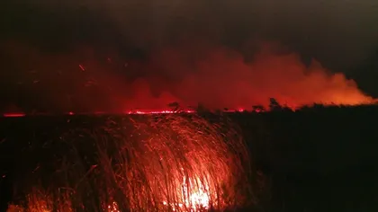 Incendiu de proporţii în Delta Dunării, la Mila 23. Ard aproximativ 10 hectare de vegetaţie