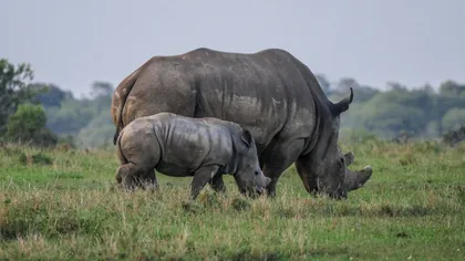 Confruntarea giganţilor în savană. Luptă acerbă între un un elefant şi un rinocer VIDEO