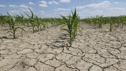 Fermierii ar putea primi despăgubiri pentru secetă înainte de campania de toamnă. Anunţul ministrului Agriculturii