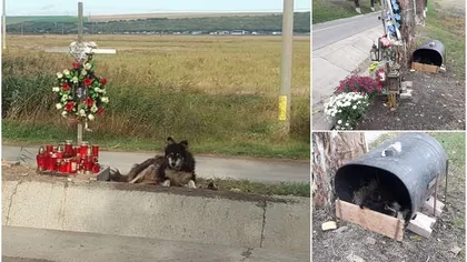 Poveste emoţionantă. Un câine păzeşte non-stop locul unde a murit stăpânul său, un student din Iaşi. IMAGINI cu impact emoţional