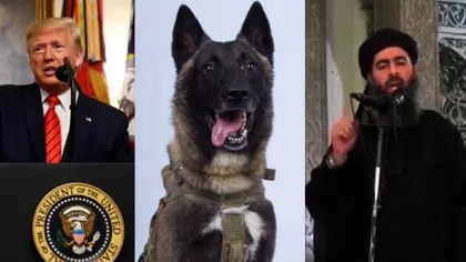 Câine poliţist, declarat erou de către Trump, după asaltul asupra şefului SI, Abou Bakr al-Baghdadi