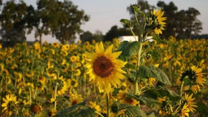 Petre Daea: România îşi va păstra şi anul acesta primul loc în UE la producţiile de porumb şi floarea soarelui