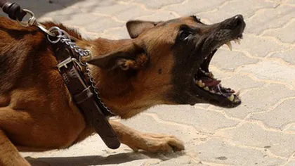 Interzicerea câinilor agresivi în spaţii publice fără botniţă şi lesă este constituţională. Decizie CCR