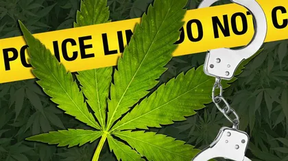 Poliţia a descoperit o plantaţie de marijuana sub pardosealea unei cabine de duş
