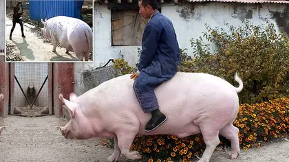 Soluţie extremă după criza provocată de pesta porcină. China creşte porci giganti de dimensiunea urşilor polari VIDEO
