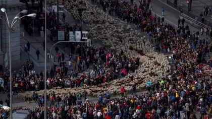 Protest inedit: oile şi caprele au ieşit în stradă. Animale au mărşăluit pe străzile oraşului VIDEO