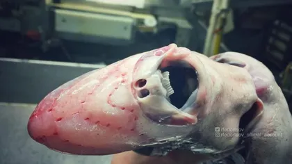 Un pescar a fotografiat cele mai înfiorătoare creaturi pe care le-a prins. Cum arată 