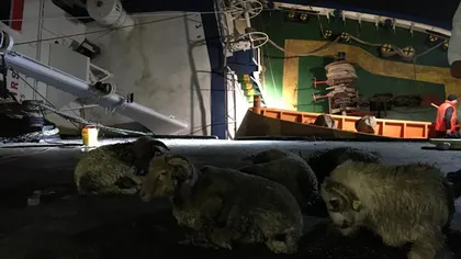 Fotografii cât o mie de cuvinte! Autorităţile au reuşit să salveze de pe vaporul morţii 230 de oi