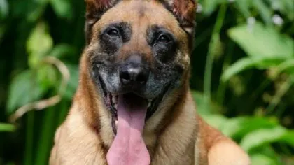 Un ofiţer de 31 de ani a fost ucis de câinii pe care îi antrena la baza militară