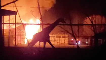 Imagini şocante, trei girafe, o gazelă şi alte animale au ars de vii în grădina zoologică VIDEO