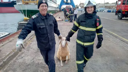 Pompierii salvează oile de pe vaporul scufundat în portul Midia. Imagini dramatice din timpul misiunii VIDEO
