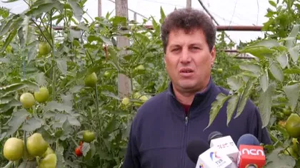 Povestea românilor care produc 500 de tone de roşii. Cele mai gustoase tomate ies din solariile lor
