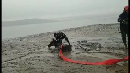 Imagini DRAMATICE! Un cal scufundat în nămol, salvat în ultima clipă VIDEO