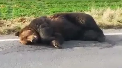 S-a întâmplat din nou! Ursoaică ucisă de o maşină pe DN1