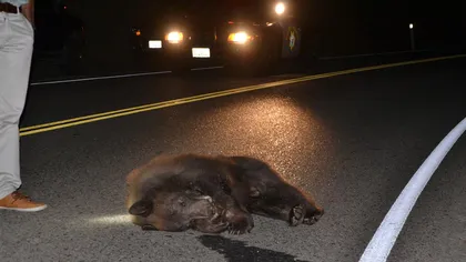 Urs de 250 kg, omorât după ce a fost lovit de maşină, în Mureş. Este al cincilea caz consemnat pe şoselele din judeţ, în ultima vreme