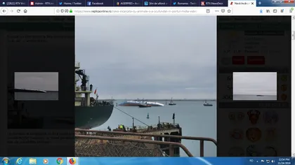 Catastrofă în portul Midia. O navă încărcată cu peste 14.000 de oi s-a scufundat VIDEO
