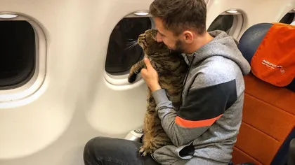 Cum a reuşit o pisică foarte grasă să se îmbarce în avion
