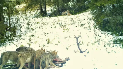 Imagini spectaculoase suprinse în Parcul Natural Apuseni. O haită de lupi devorează un cerb FOTO