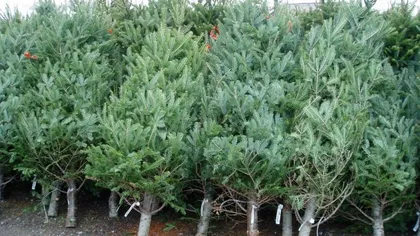 IGPR: Aproape 6.000 de pomi de Crăciun au fost confiscați. Amenzile se ridică la aproape un milion de lei