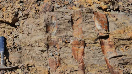 S-a descoperit cea mai veche pădure fosilizată din lume